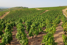 AOP Fleurie