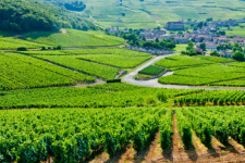 vins de Bourgogne